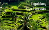 Bali Tegalalang Rice Terrace | Bali Tours